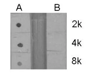 Anti-Histone H3R2me2 (Asymmetric Di-methyl Arg2) antibody used in Dot blot (Dot). GTX124114