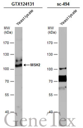 Anti-MSH2 antibody used in Western Blot (WB). GTX124131