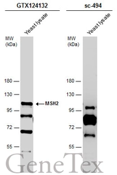 Anti-MSH2 antibody [N3C2], Internal used in Western Blot (WB). GTX124132