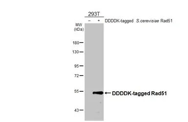 Anti-Rad51 antibody used in Western Blot (WB). GTX124162
