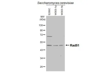 Anti-Rad51 antibody used in Western Blot (WB). GTX124162