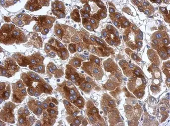 Anti-Protor 1 antibody used in IHC (Paraffin sections) (IHC-P). GTX124179