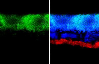 Anti-CORD2 antibody used in IHC (Frozen sections) (IHC-Fr). GTX124188