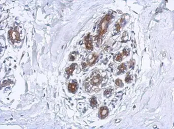 Anti-FAAH antibody [C2C3], C-term used in IHC (Paraffin sections) (IHC-P). GTX124189