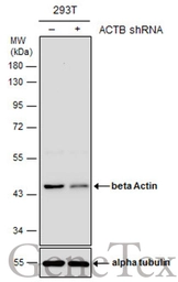 Anti-beta Actin antibody used in Western Blot (WB). GTX124214