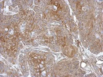 Anti-DZIP3 antibody used in IHC (Paraffin sections) (IHC-P). GTX124218
