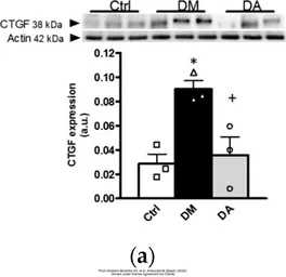 Anti-CTGF antibody used in Western Blot (WB). GTX124232