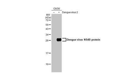 Anti-Dengue virus NS4B protein antibody used in Western Blot (WB). GTX124250