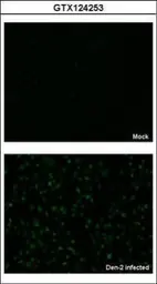 Anti-Dengue virus NS5 protein antibody used in Immunocytochemistry/ Immunofluorescence (ICC/IF). GTX124253