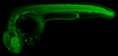 Anti-Sod2 antibody used in IHC (Whole mount) (IHC-Wm). GTX124294