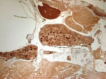 Anti-Sod2 antibody used in IHC (Paraffin sections) (IHC-P). GTX124294