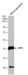 Anti-Idh1 antibody used in Western Blot (WB). GTX124320