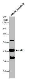 Anti-Idh1 antibody used in Western Blot (WB). GTX124320