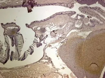 Anti-Glul antibody used in IHC (Paraffin sections) (IHC-P). GTX124344