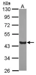 Anti-Glul antibody used in Western Blot (WB). GTX124344