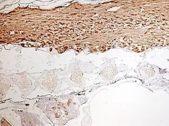 Anti-Tubg1 antibody used in IHC (Paraffin sections) (IHC-P). GTX124352