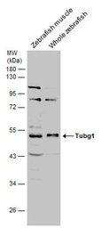 Anti-Tubg1 antibody used in Western Blot (WB). GTX124352