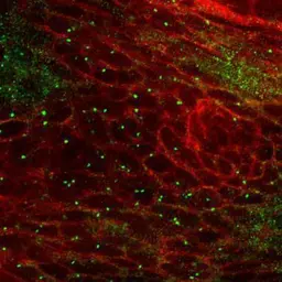 Anti-Tubg1 antibody used in Immunohistochemistry (IHC). GTX124352