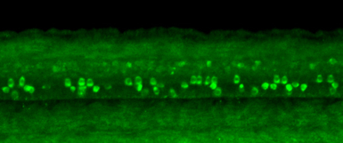 Anti-Gad1b antibody used in IHC (Whole mount) (IHC-Wm). GTX124355