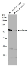 Anti-Ctnna antibody used in Western Blot (WB). GTX124378