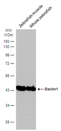 Anti-Bactin1 antibody used in Western Blot (WB). GTX124388