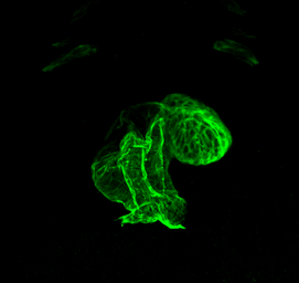 Anti-Actc1a antibody used in IHC (Whole mount) (IHC-Wm). GTX124462