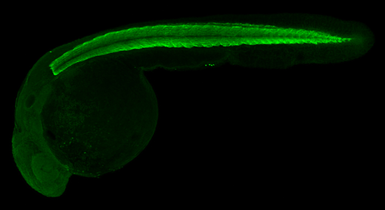 Anti-Actc1a antibody used in IHC (Whole mount) (IHC-Wm). GTX124462