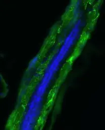 Anti-Acta1b antibody used in Immunohistochemistry (IHC). GTX124484