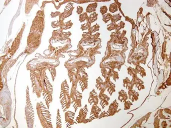 Anti-Acta1b antibody used in IHC (Paraffin sections) (IHC-P). GTX124484