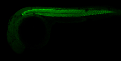 Anti-Acta1b antibody used in IHC (Whole mount) (IHC-Wm). GTX124484
