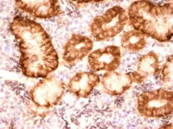 Anti-Eif2s1 antibody used in IHC (Paraffin sections) (IHC-P). GTX124488