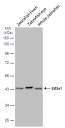 Anti-Eif2s1 antibody used in Western Blot (WB). GTX124488