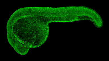 Anti-Phb antibody used in IHC (Whole mount) (IHC-Wm). GTX124491