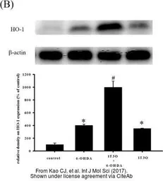 Anti-Bactin1 antibody used in Western Blot (WB). GTX124500
