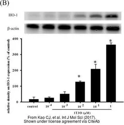 Anti-Bactin1 antibody used in Western Blot (WB). GTX124500