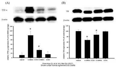 Anti-Bactin1 antibody used in Western Blot (WB). GTX124500