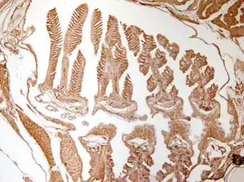 Anti-Bactin1 antibody used in IHC (Paraffin sections) (IHC-P). GTX124500