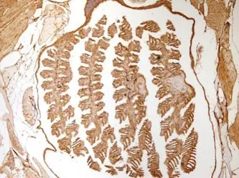 Anti-Bactin1 antibody used in IHC (Paraffin sections) (IHC-P). GTX124501