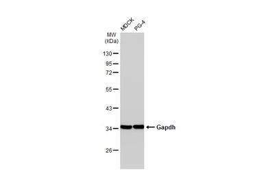 Anti-Gapdh antibody used in Western Blot (WB). GTX124502