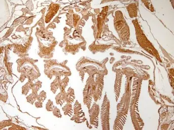 Anti-Acta2 antibody used in IHC (Paraffin sections) (IHC-P). GTX124505