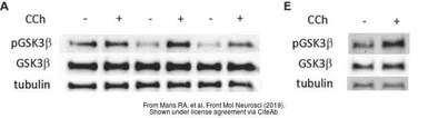 Anti-Tuba1 antibody used in Western Blot (WB). GTX124965