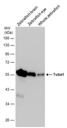Anti-Tuba1 antibody used in Western Blot (WB). GTX124965