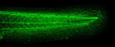 Anti-Tuba1 antibody used in IHC (Whole mount) (IHC-Wm). GTX124965