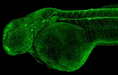Anti-Tuba1 antibody used in IHC (Whole mount) (IHC-Wm). GTX124965