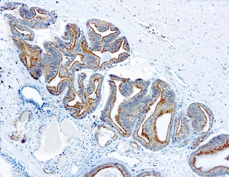 Anti-AMACR antibody used in IHC (Paraffin sections) (IHC-P). GTX12498