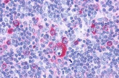 Anti-GPCR G2A antibody used in IHC (Paraffin sections) (IHC-P). GTX12530