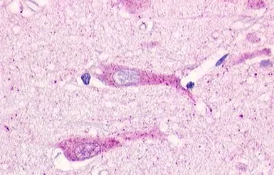Anti-GPR19 antibody used in IHC (Paraffin sections) (IHC-P). GTX12545