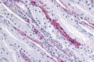 Anti-GPR4 antibody used in IHC (Paraffin sections) (IHC-P). GTX12568