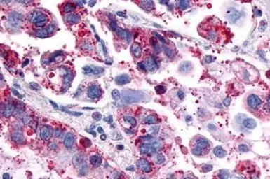Anti-GPR4 antibody used in IHC (Paraffin sections) (IHC-P). GTX12568