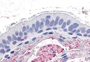 Anti-GPR4 antibody used in IHC (Paraffin sections) (IHC-P). GTX12568